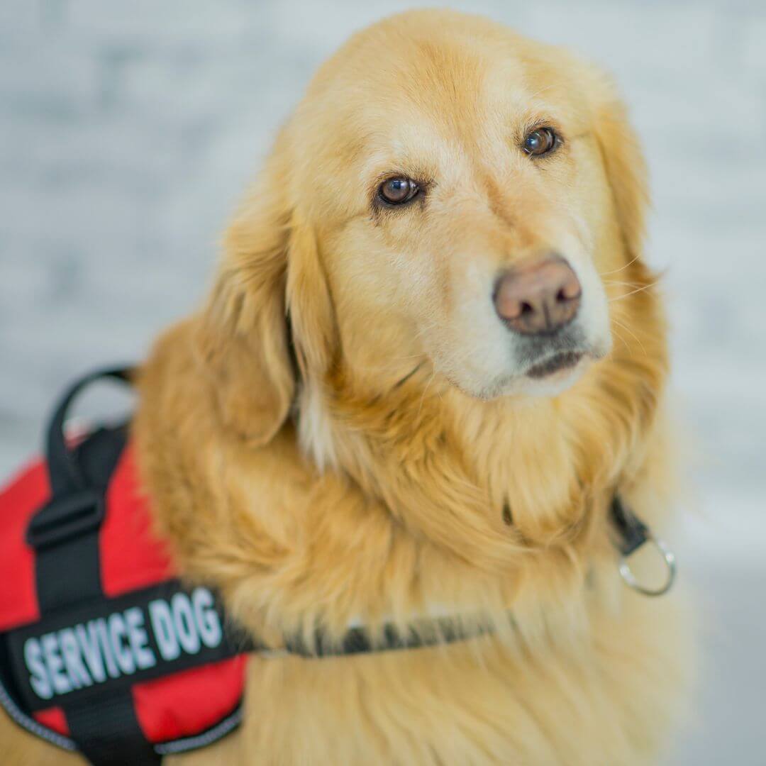 Unleashing Hope and Healing: The Benefits of Veterans Having Service Dogs