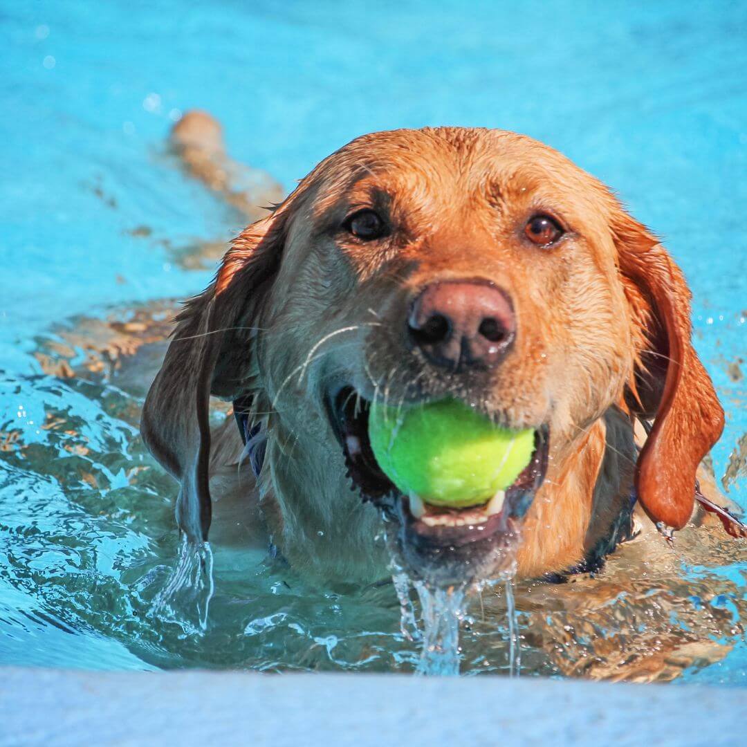 keeping pets safe from heat in summer months; pet safety tips