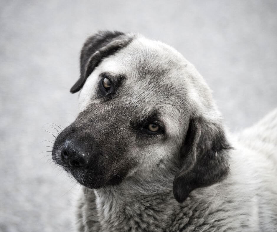 when is the right time to get another pet