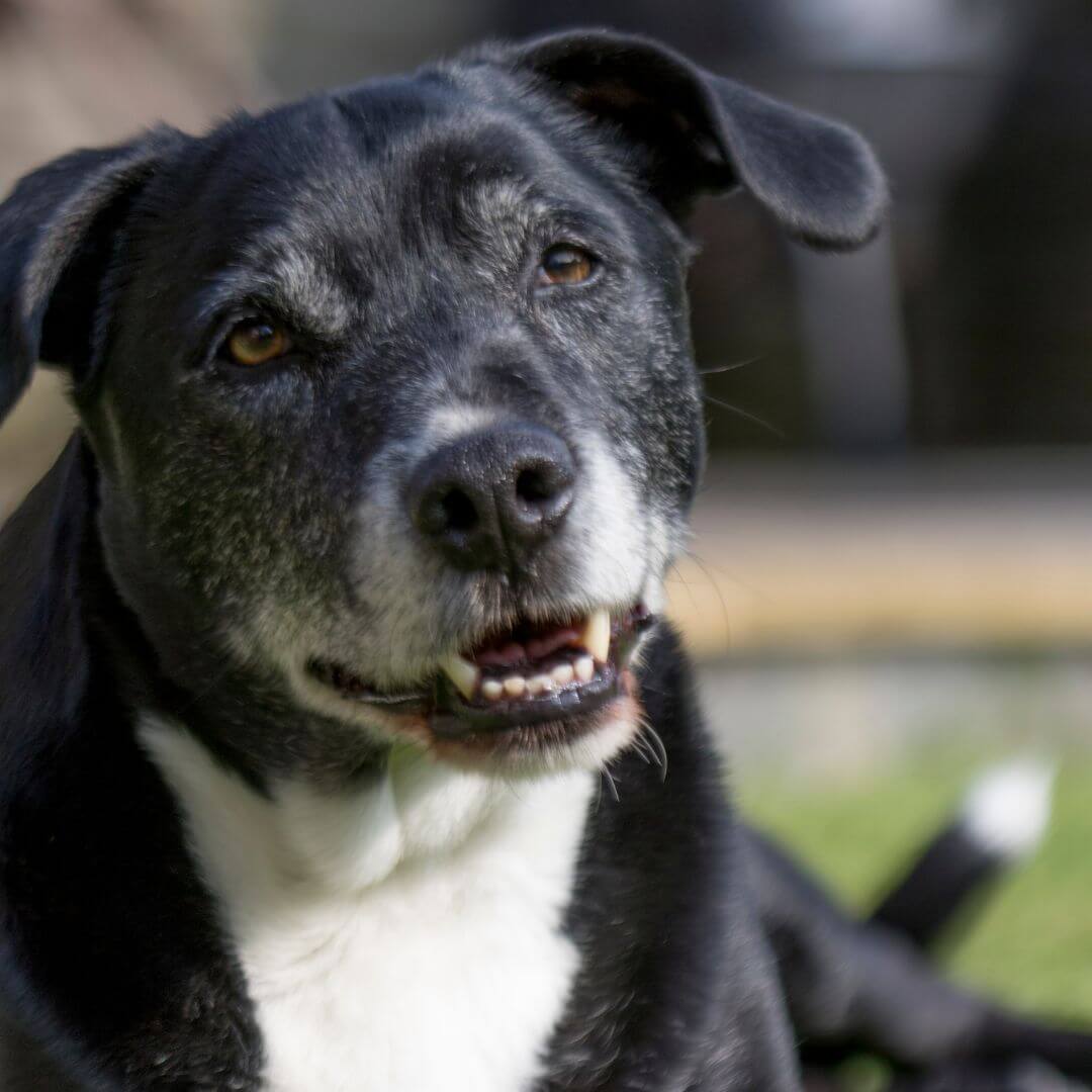 signs of aging in senior pets