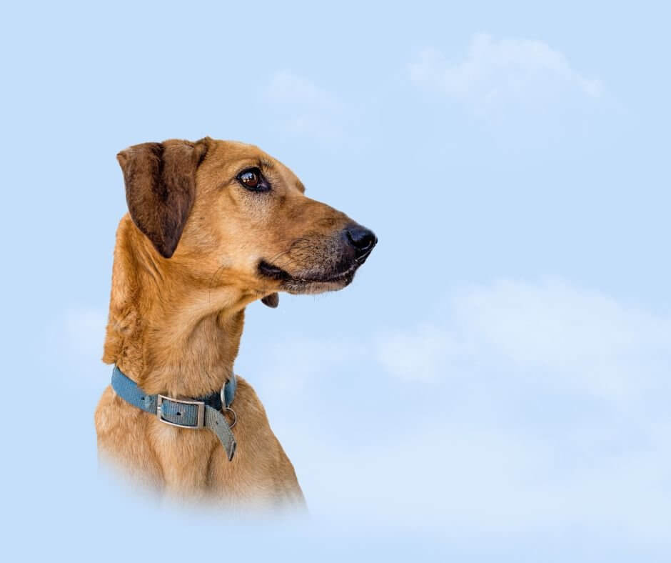 Helping a Child Cope with Pet Loss - Whisker&Fang