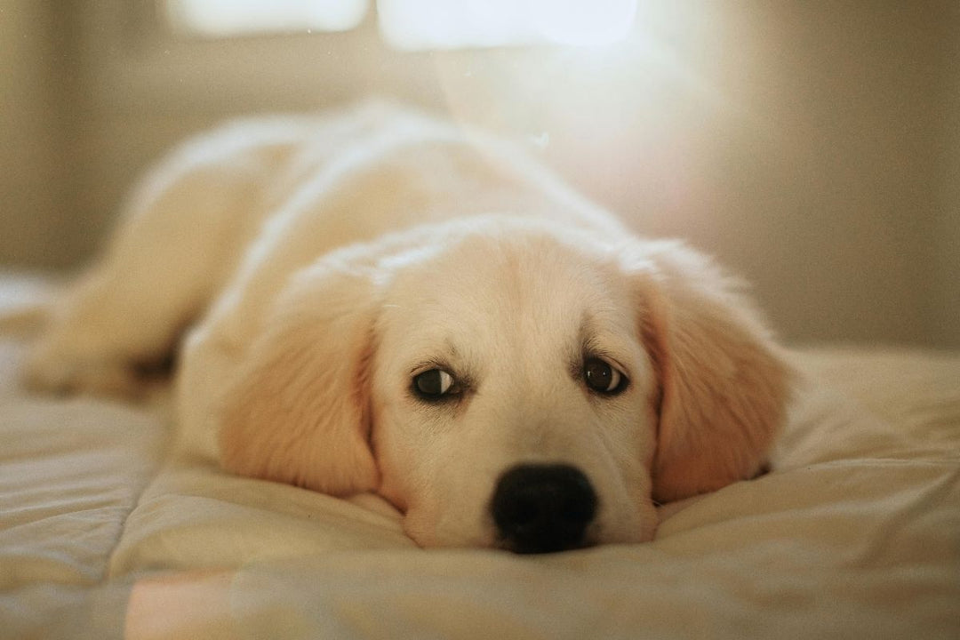 Puppy sitting in soft natural light at home after pet loss