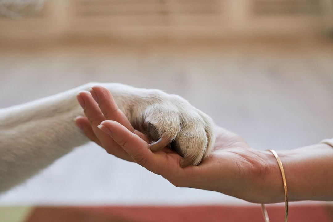 Pet Memorial Month