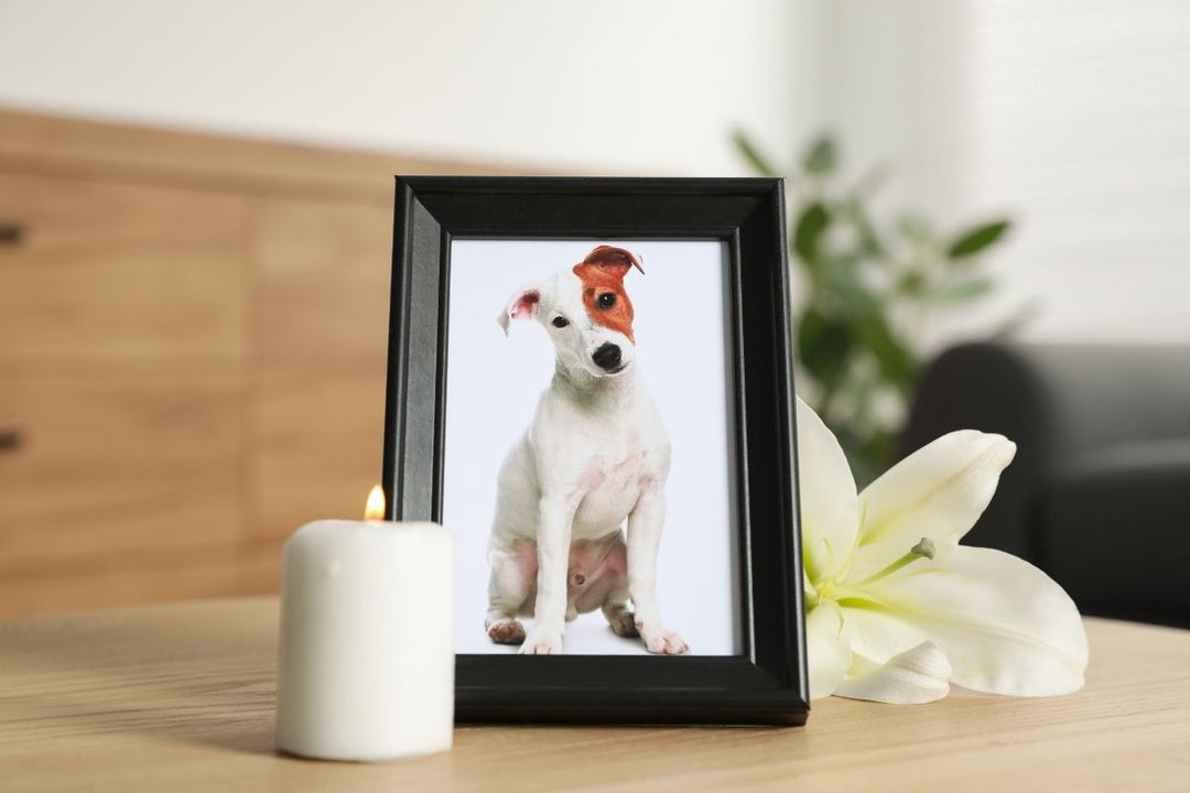 Best Pet Memorial Gifts That Bring Comfort to Grieving Pet Parents