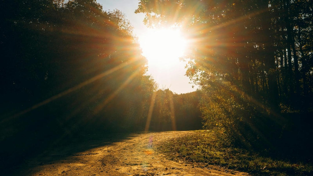 A winding sunlit path at sunset