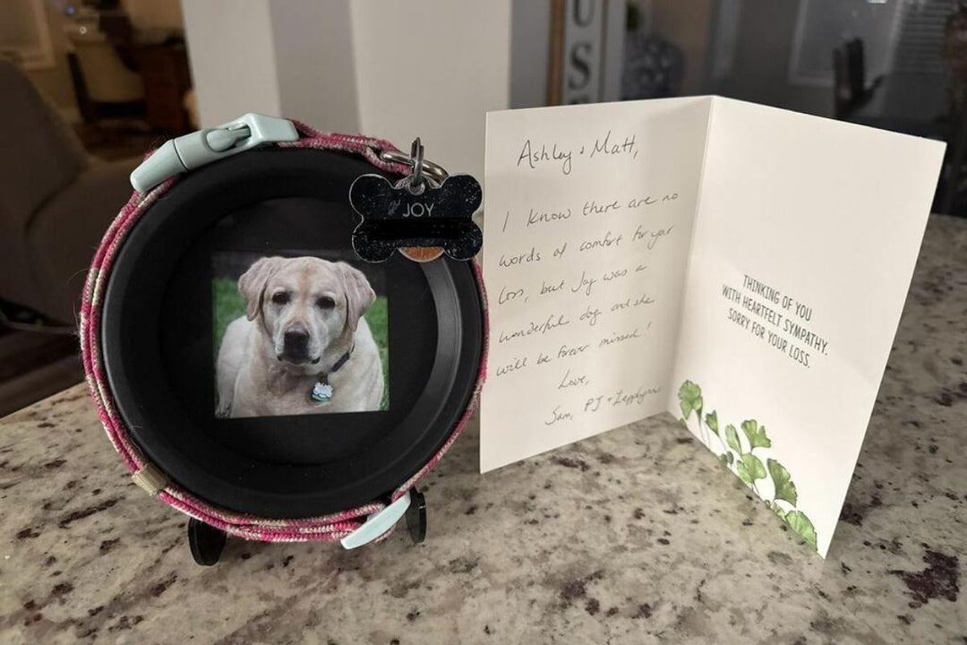 Dog Collar Memorial Frame Gift and Card