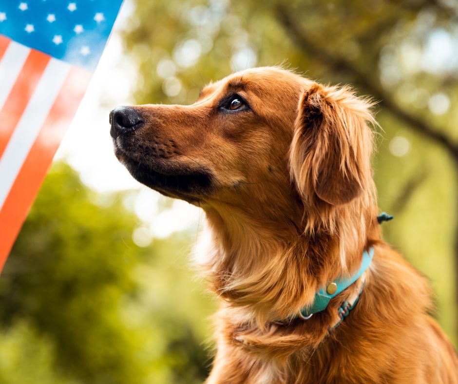 Veteran Companion Animal Services