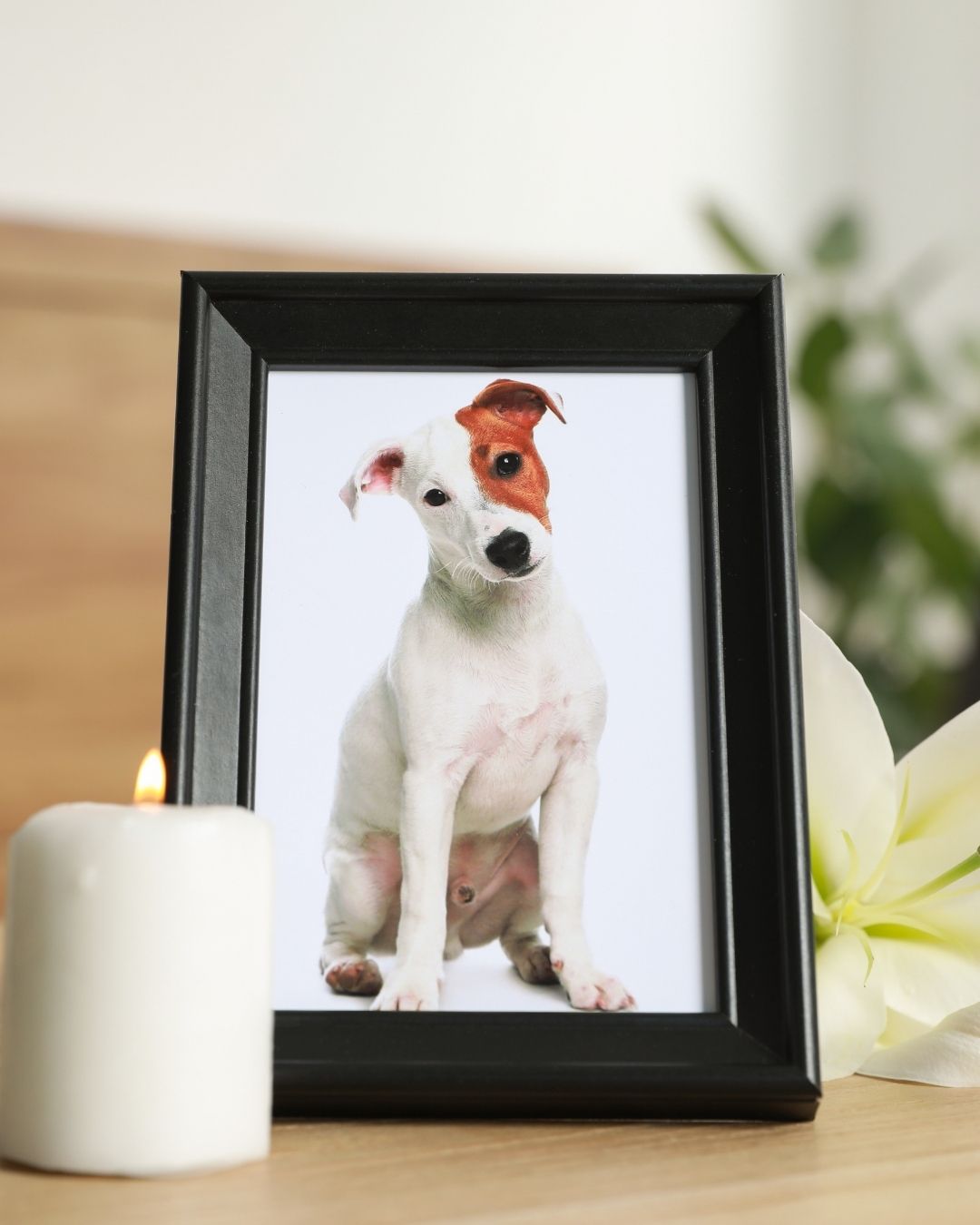 a photo of a dog sitting on a memorial shelf for pet loss