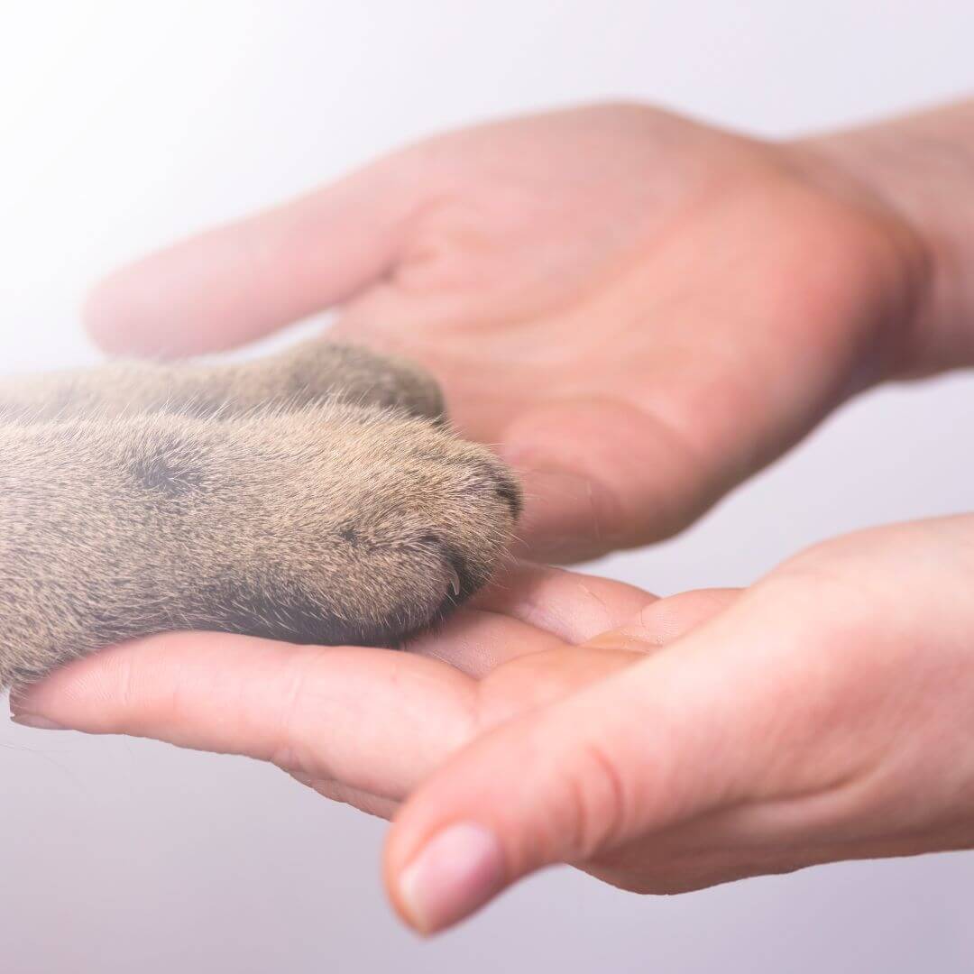 honoring your pet during holidays