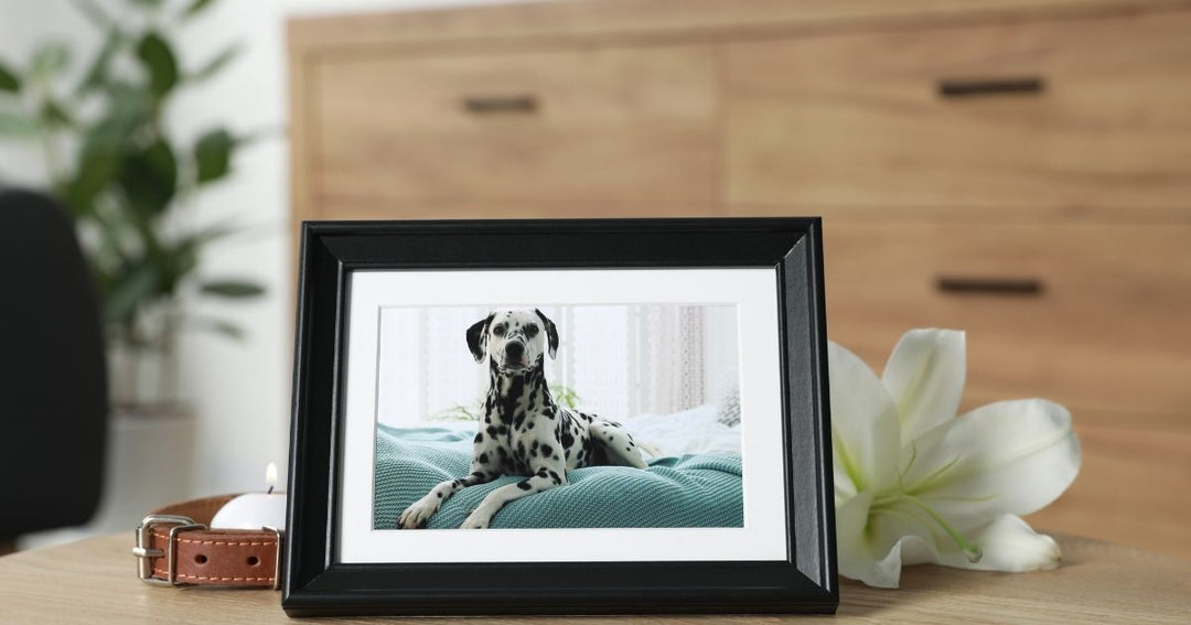 Pet loss support resources including books, journals, and grief support materials.