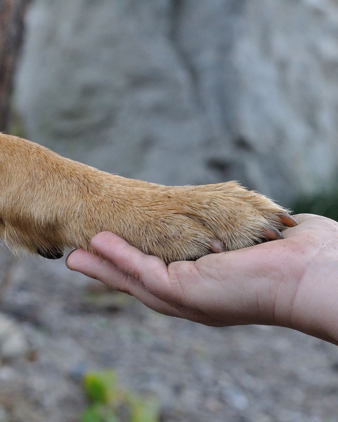 Pet loss grief help