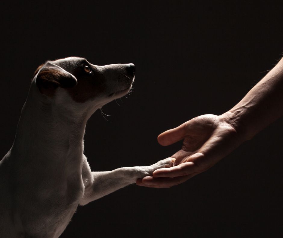 How to Talk to Your Child About Losing a Pet (Gentle Guidance for Parents)