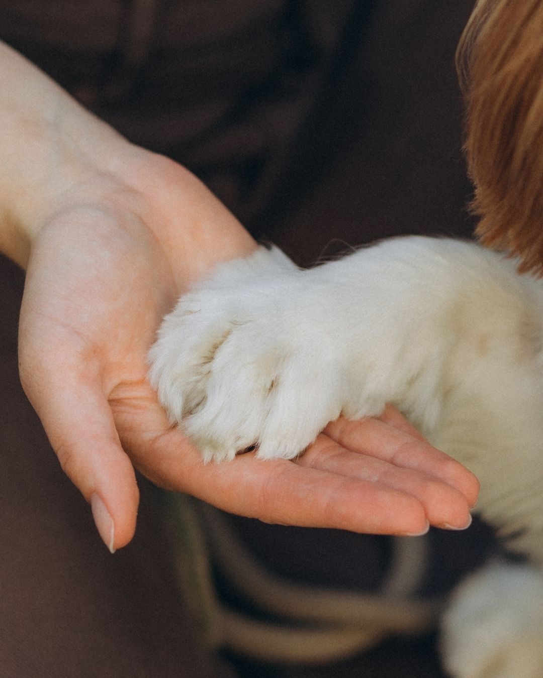 a dog's paw in a person's hand, reflecting the difficulty of pet loss
