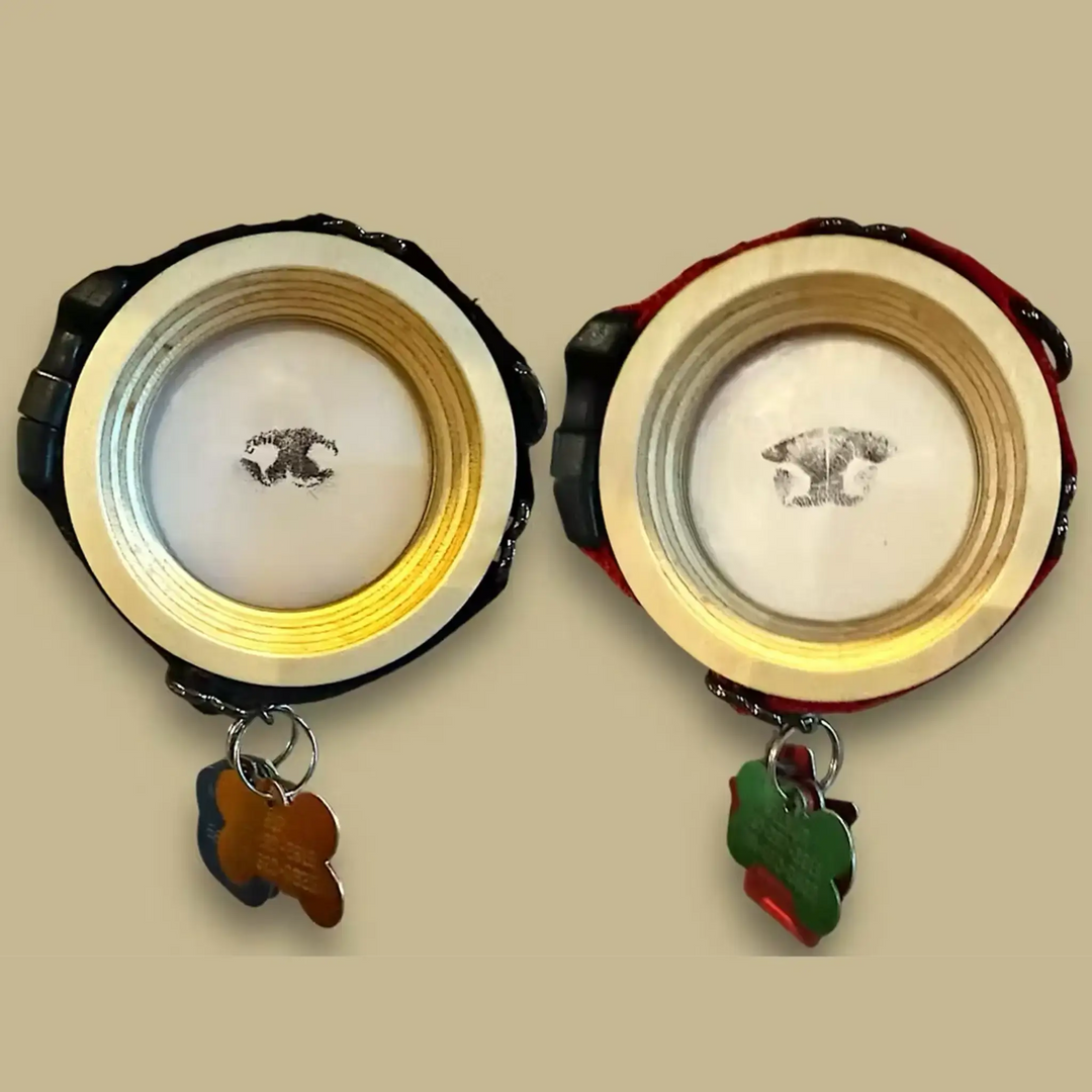 Dog collar memorial display with framed photo honoring a beloved dog