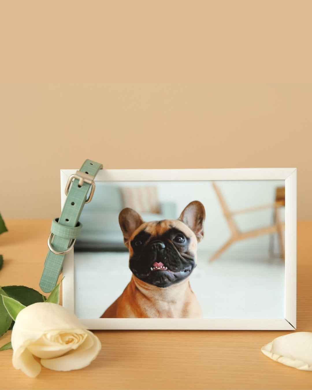 Pet memorial display featuring a dog collar, framed photo, and keepsakes arranged in a comforting home setting