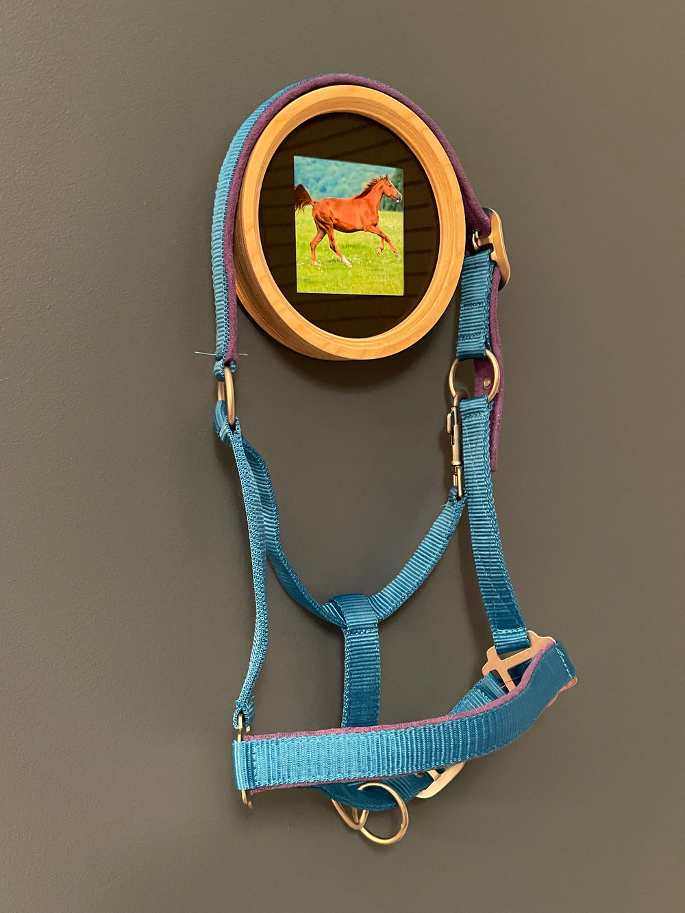 Memorial Horse Halter And photo display on wall