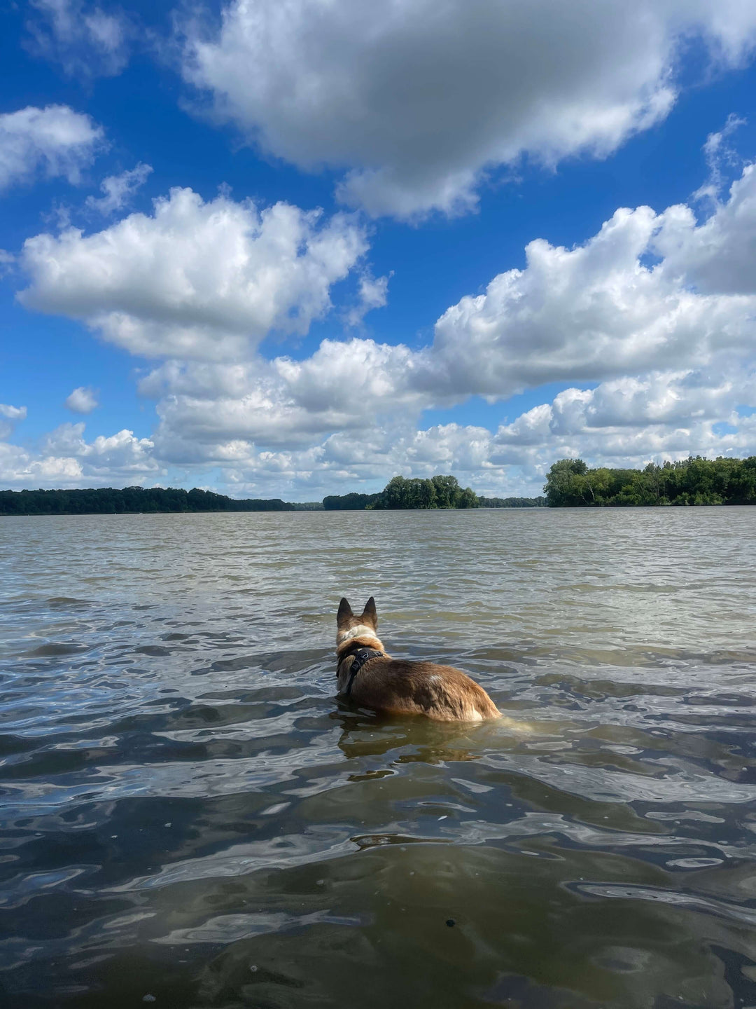 Dog Memorial Picture