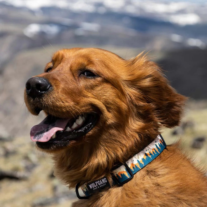 Wolfgang Premium Adjustable Dog Collar Featured on Medium Dog