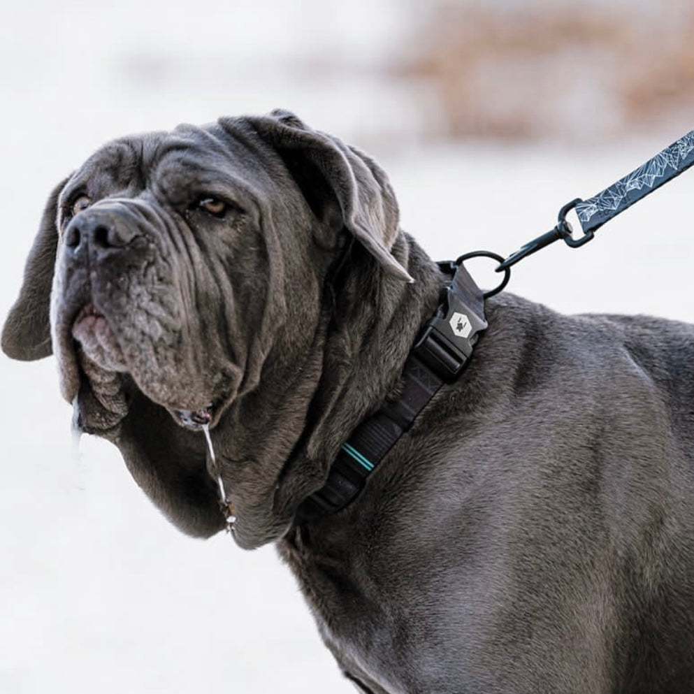 Wolfgang NightOwl Adjustable Dog Collar on giant breed dog.