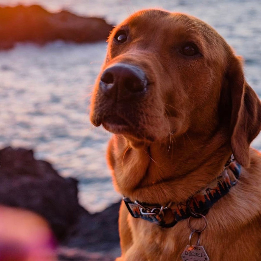 Premium USA- made Dog Collar displayed on large dog