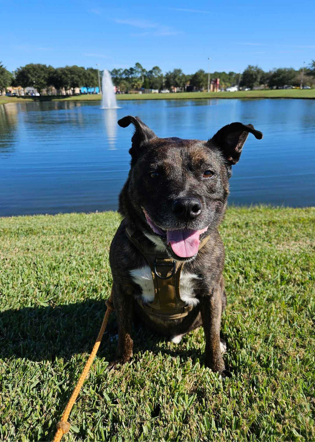 Photo of Lucico, a rescued dog with a joyful expression, remembered for his adventurous spirit, love of people, and the happiness he brought to his family.