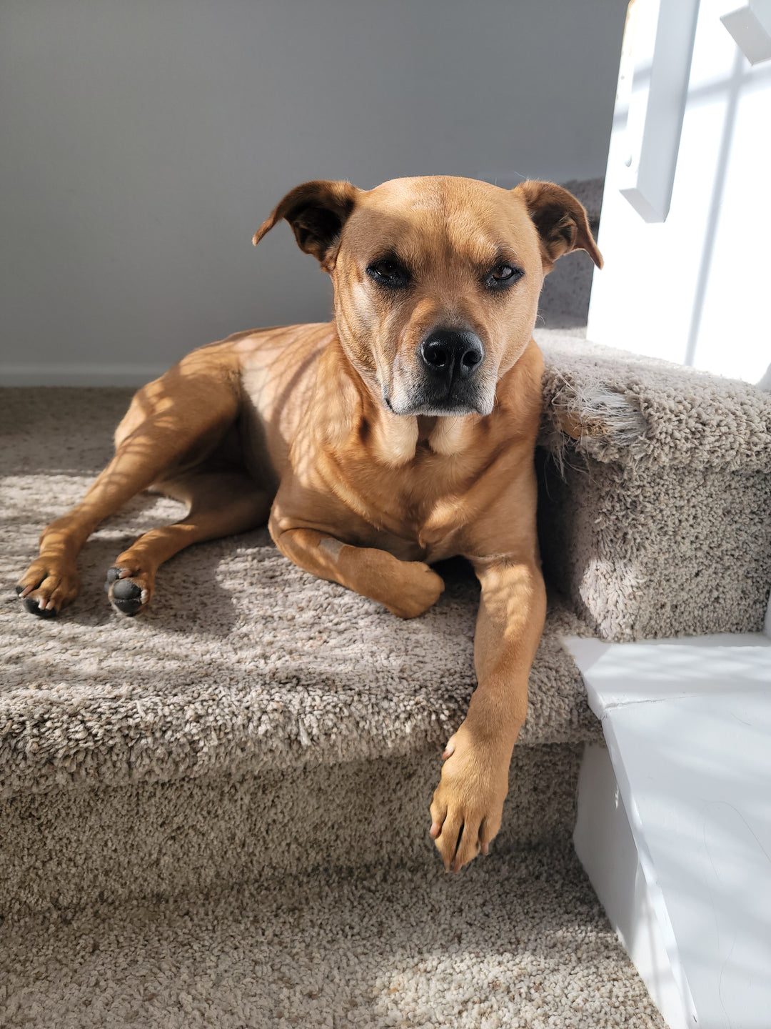 beautiful dog named Paige in pet memorial tribute gallery