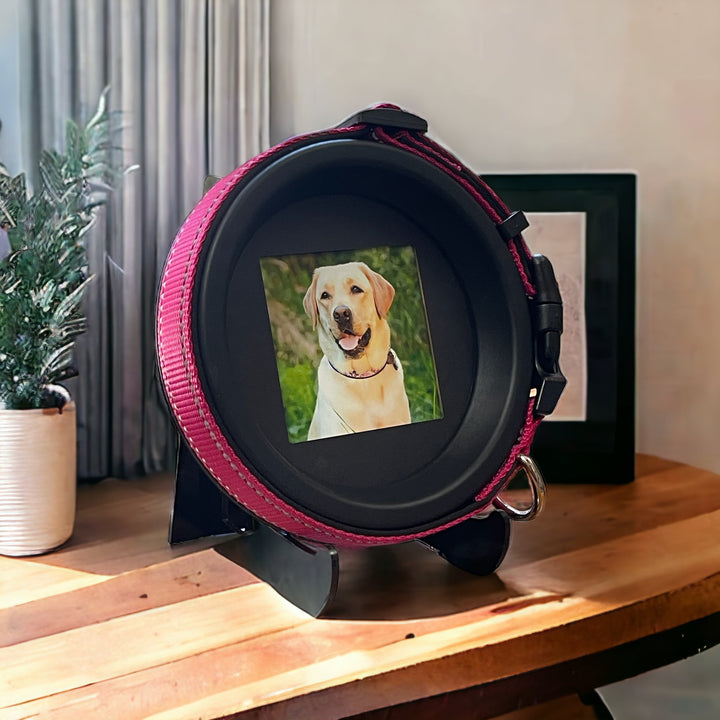 Pet memorial picture frame with a dog collar and photo, a loving tribute for pet owners