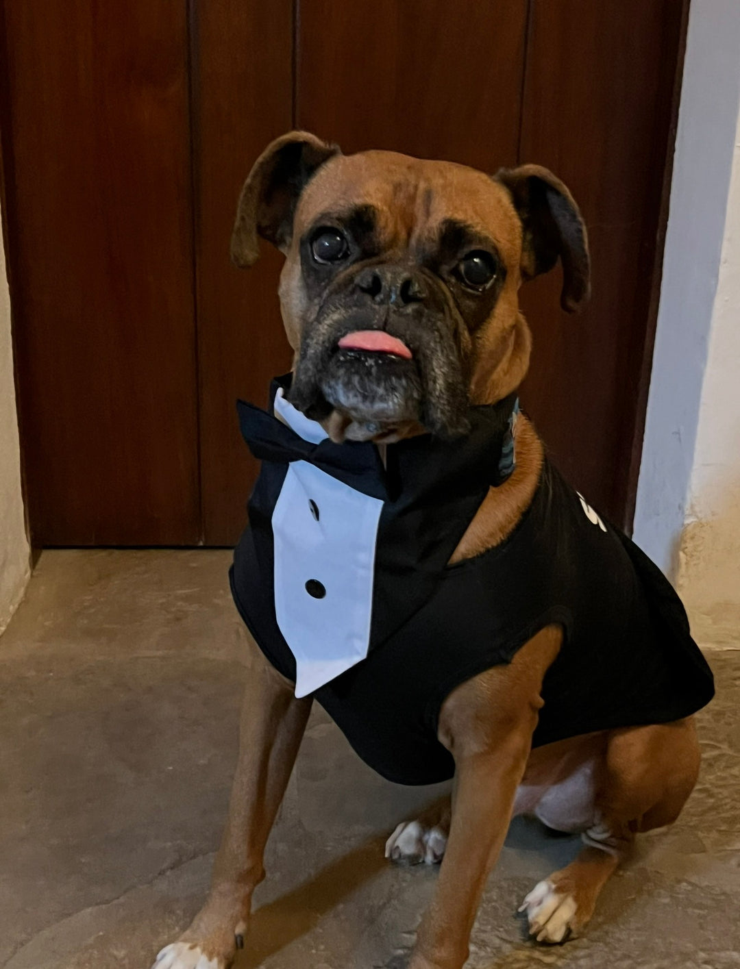 A brown Boxer dog wearing a black tuxedo costume with a white bib and black bow tie, sitting in front of a dark wood door.