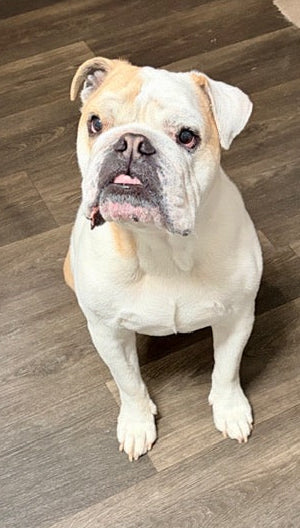 Wesson the dog as a memorial in our pet loss support tribute gallery