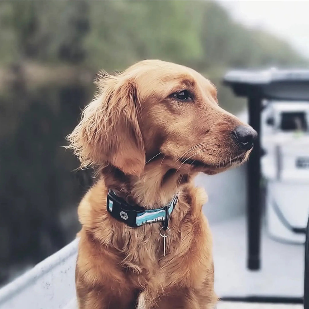 Wolfgang GreatEscape Dog Collar on small dog