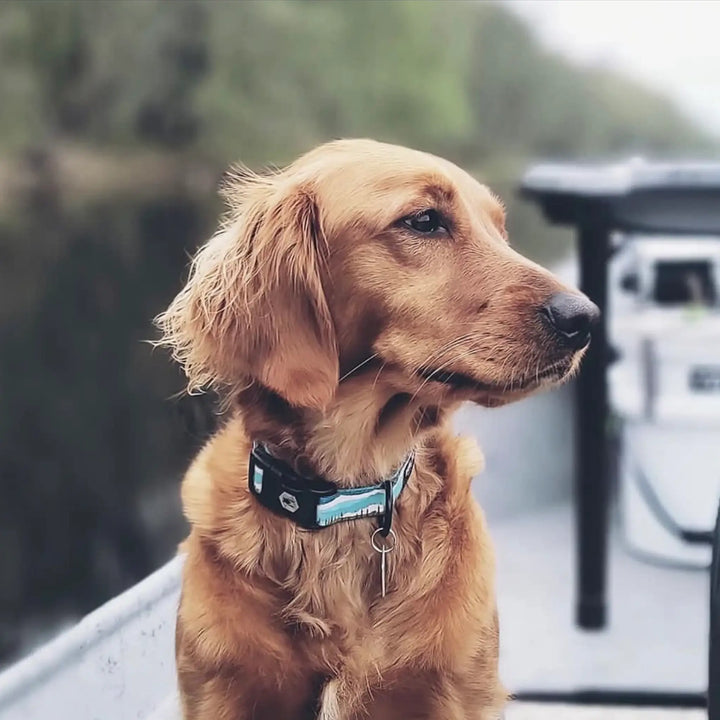 Wolfgang GreatEscape Dog Collar on small dog