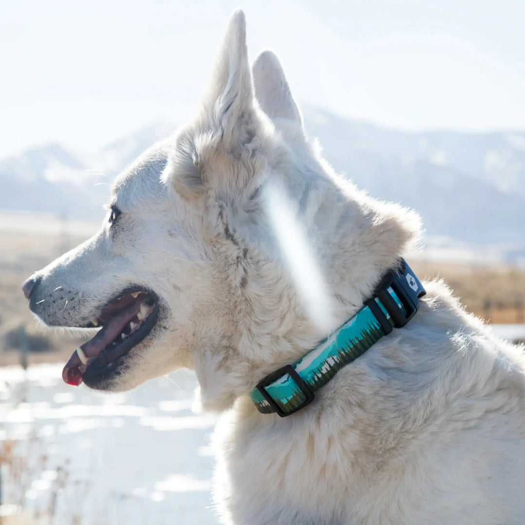 Wolfgang Great Escape Dog Collar on Medium Sized Dog